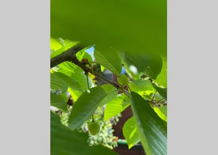 بيت للعطل W Sitnie